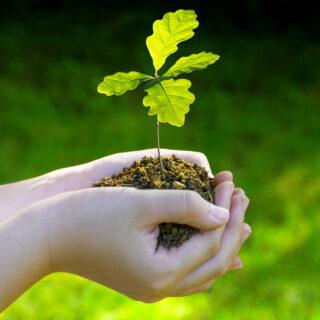oak sapling in hand